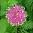 Seeds4planting Seeds Sensitive DHF10 Plant Sleepy Mimosa Shameplant