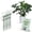 Monstera (Dark Green), variant on Twigs Ga Stackable Plant Support Monstera Green 5 Pack 17"
