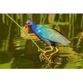 thumbnail image 2 of Jaynes Gallery 18x13 White Modern Wood Framed Museum Art Print Titled - Florida-Wakodahatchee Wetlands Purple gallinule foraging for nesting material, 2 of 4