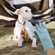 thumbnail image 2 of 1 par de guantes de entrenamiento para perros, guantes antimordeduras para mascotas, guantes protectores multifunción., 2 of 7