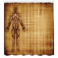 thumbnail image 3 of Ambesonne Anatomy Shower Curtain, Human Body Style, 69"Wx84"L, Pale Brown, 3 of 3