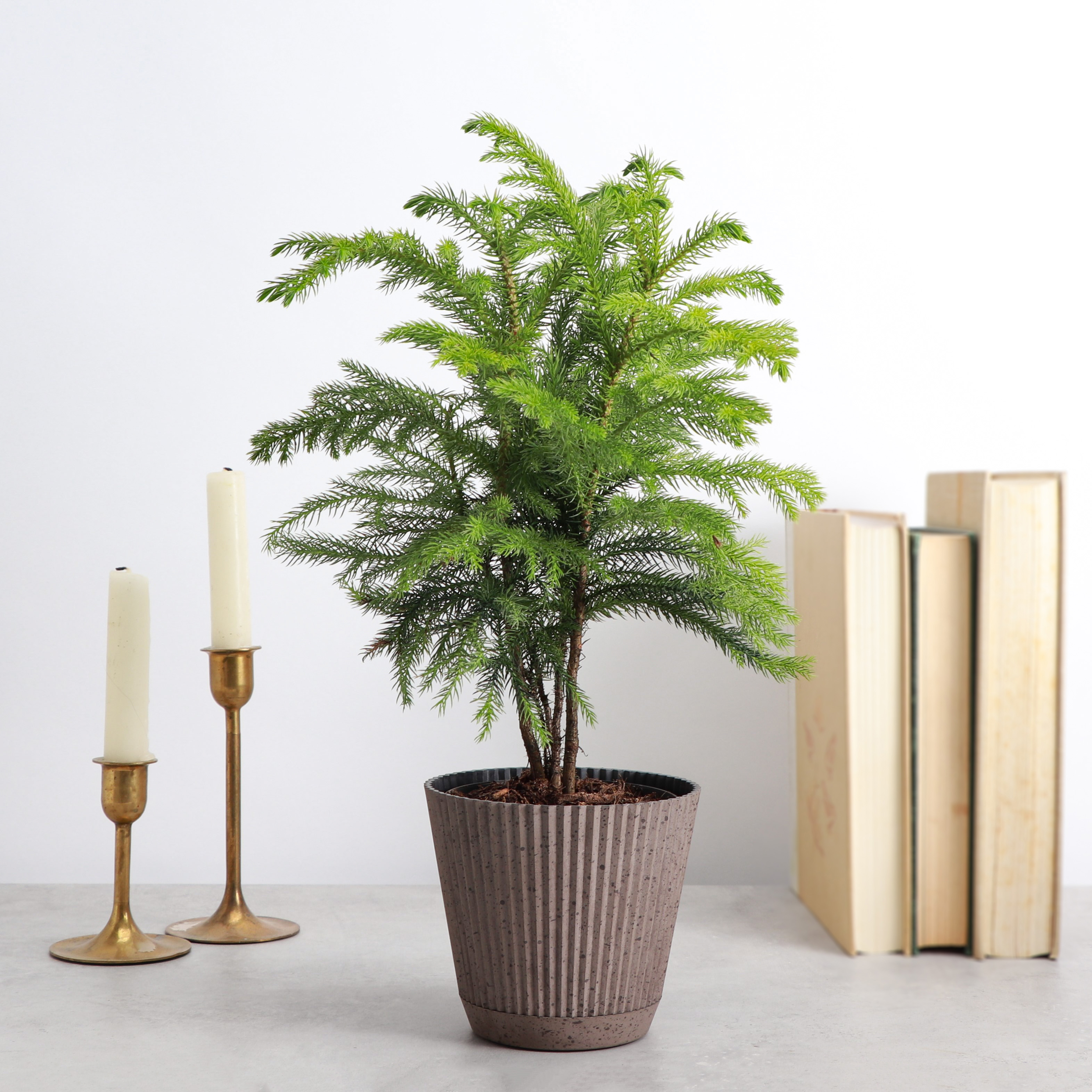 Live Norfolk Pine Plant - Air Purifying - 4" Decorative Pot Cover - Thorsen's Greenhouse