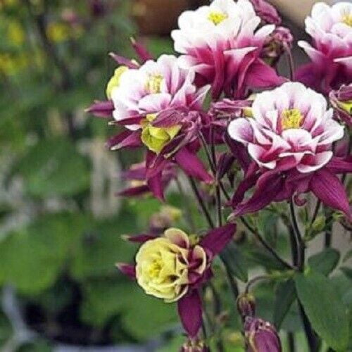 50 Double Maroon White Columbine Seeds