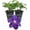 2 Plants, variant on Clematis Jackmanii Superba - Live Starter Plant in a 2 Inch Growers Pot - Starter Plants Ready for The Garden - Beautiful Violet Purple Flowering Vine