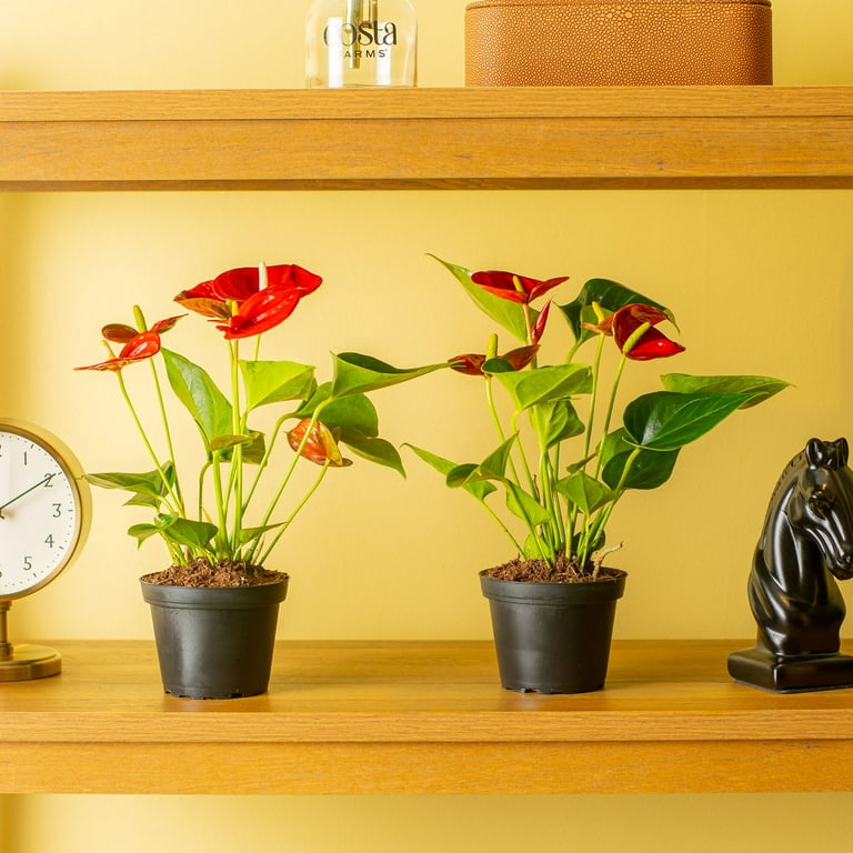 Costa Farms Live Indoor 12in. Anthurium, 2-Pack - Walmart.com