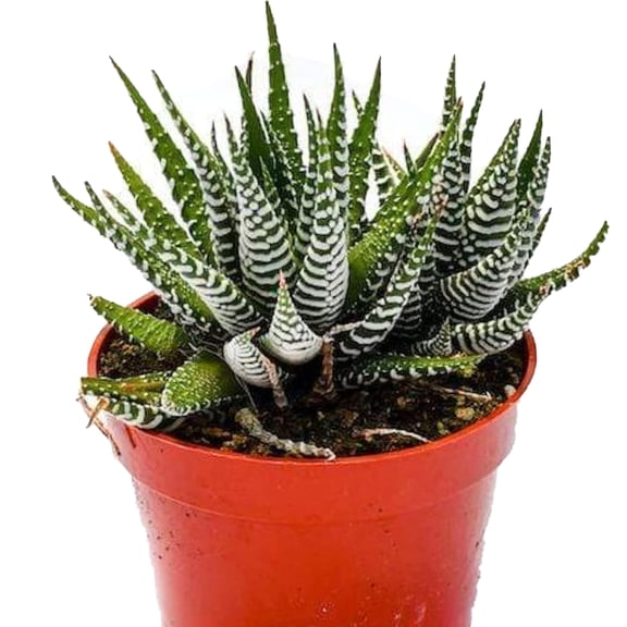 4" Mini Succulent Plants Live - Haworthia Super Fasciata Zebra Live Succulents Plant , Small Potted Succulent Easy Care Small Indoor Live Houseplant for Home Office