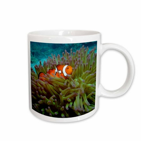 

3dRose Western Clownfish Great Barrier Reef Australia-AU01 DWA3022 - David Wall Ceramic Mug 15-ounce