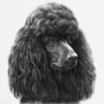 thumbnail image 3 of CafePress - Black Or Chocolate Poodle Sweatshirt - Crew Neck Sweatshirt, 3 of 5
