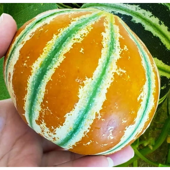 Basketball Fruit Seeds for Planting - 10 Seeds - Kajari Melon, Looks Like a Basketball
