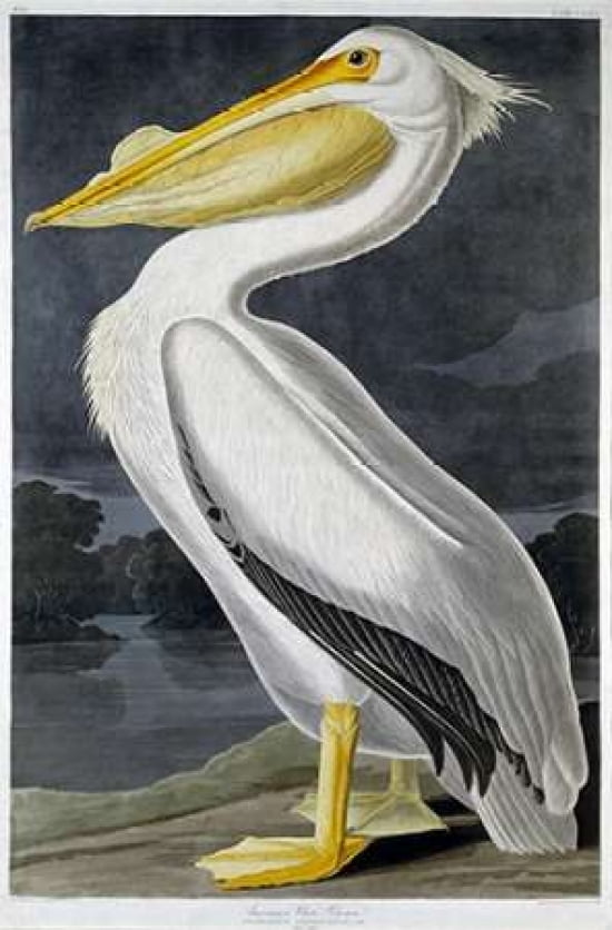 American White Peli