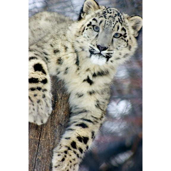 Art.com Snow Leopard Art Print by Lantern Press, 12" x 18"