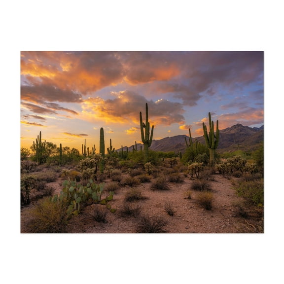 Golden hues blend with twilight in a tranquil desert - Arizona Photography Desert Cactus Sunset Nature Landscape Scenic Wilderness Unframed Wall Art Print 5 x 7 inches