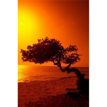 Lone Divi Divi Tree at Sunset Aruba Poster Print by Bill Bachmann - 19 x 28 in.