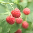 thumbnail image 2 of Prelude Raspberry Dormant Bare Root Fruit Bearing Plant (1-Pack), 2 of 3