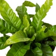 thumbnail image 3 of Fern 'Bird's Nest Hurricane', 2" Pot, Indoor Houseplant, Easy Care, Live Plant for Indoor & Outdoor, 3 of 4