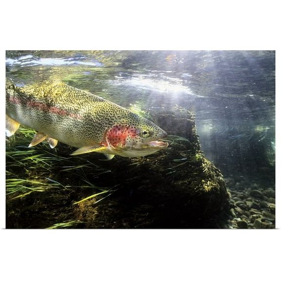 Great BIG Canvas | "Rainbow Trout in the Kulik river, Katmai National Park , Southwestern Alaska, Summer" Art Print - 36x24