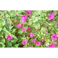 thumbnail image 3 of TomorrowSeeds - Pink Four O' Clock Seeds - 100+ Count - For 2026 Planting Mirabilis Jalapa Solid, 3 of 9