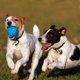 thumbnail image 5 of Pelota masticable para perros, con sonido, flotante e indestructible, de goma (azul)., 5 of 5