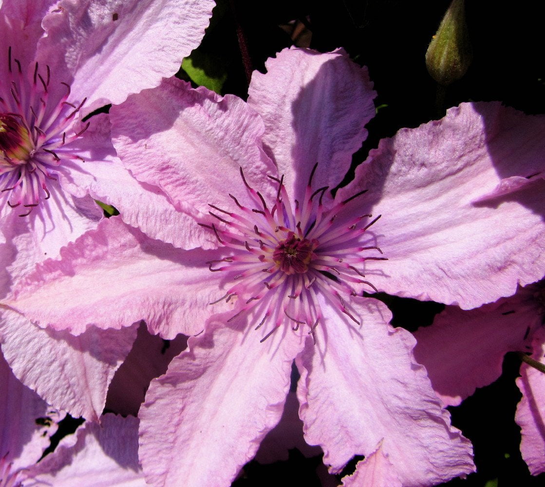 Clematis Hagley Hybrid (Pink Chiffon) Vine 2.5" Pot