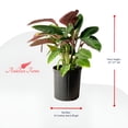 thumbnail image 3 of Andersen Farms Calathea Warsewiczii Live Plant Indoor/Outdoor in 10 in Plastic Grower Pot, 3 of 4
