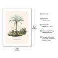 thumbnail image 2 of Murumuru Palm Tree (Astrocaryum Murumuru) - Pará Brazil - Vintage Botanical Illustration by Carl Friedrich Philipp von Martius c.1820s - Fine Art Matte Paper Print (Unframed) 24x32in, 2 of 4