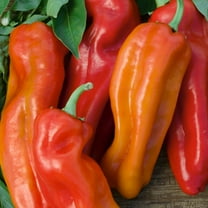 Cubanella F1 Hybrid Sweet Pepper Seeds - 300 Mg Packet ~40 Seeds - Non-GMO, F1 Hybrid - Vegetable Garden - Capsicum annuum
