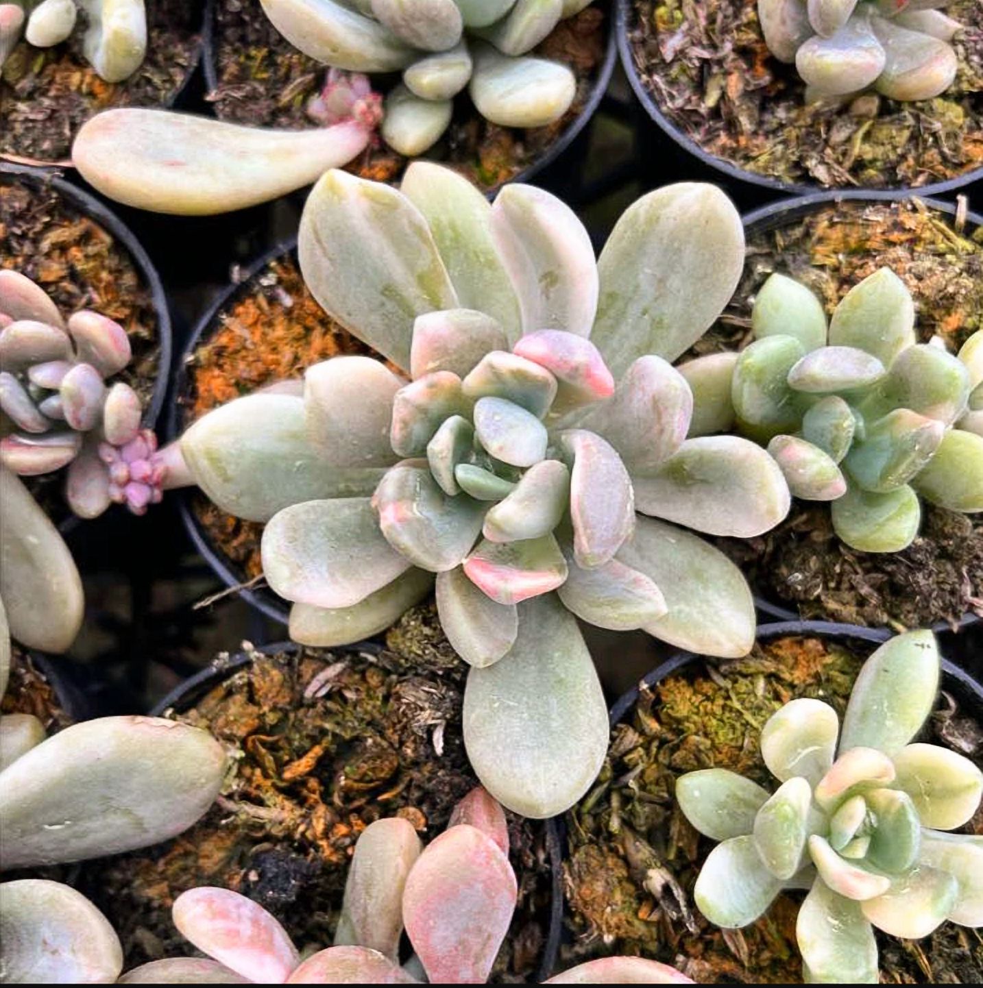 Pachyveria Variegata Succulent Live Plant 2 Inch for Indoor Outdoor Home Office Garden Decor