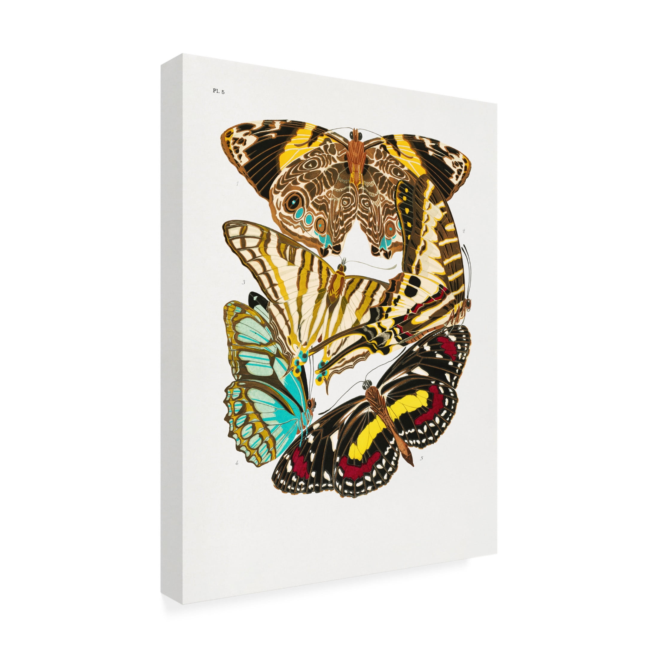 Trademark Fine Art Pictufy Butterflies 10 Canvas Wall Art