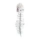 thumbnail image 2 of Dinosaurio Disfraz Esqueleto Accesorio de Diseño Realista de Decoración de Vertebral de Dinosaurio en Terciopelo Adecuado, 2 of 9