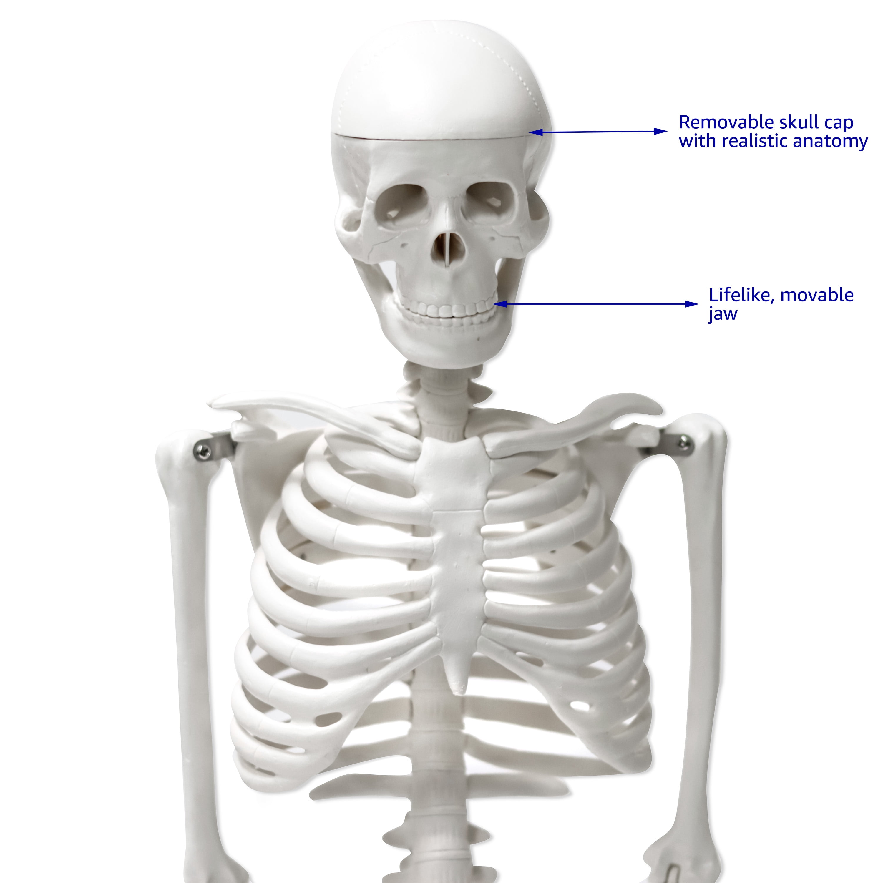 34 in Human Skeleton Model Half Size with Movable & Removable Parts