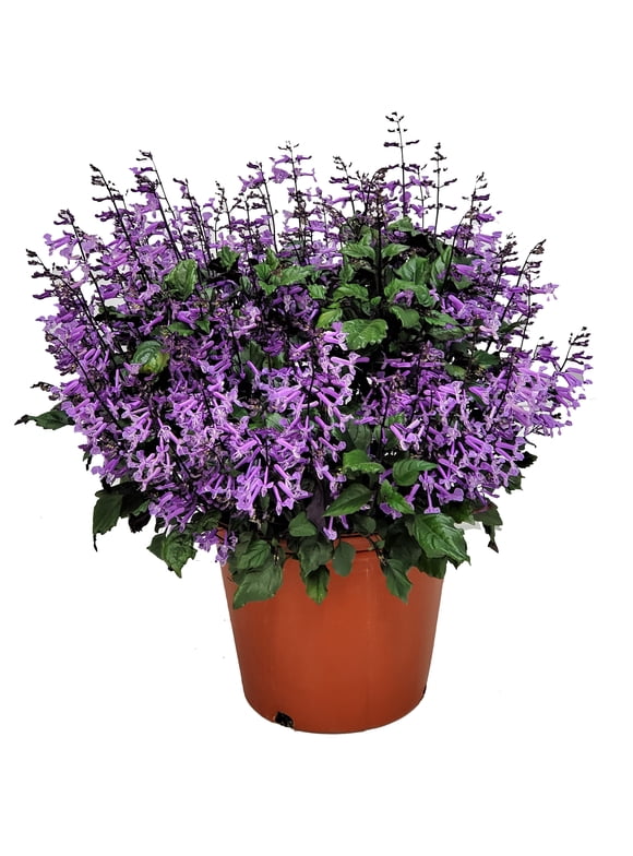 Lavender Plants in Perennials