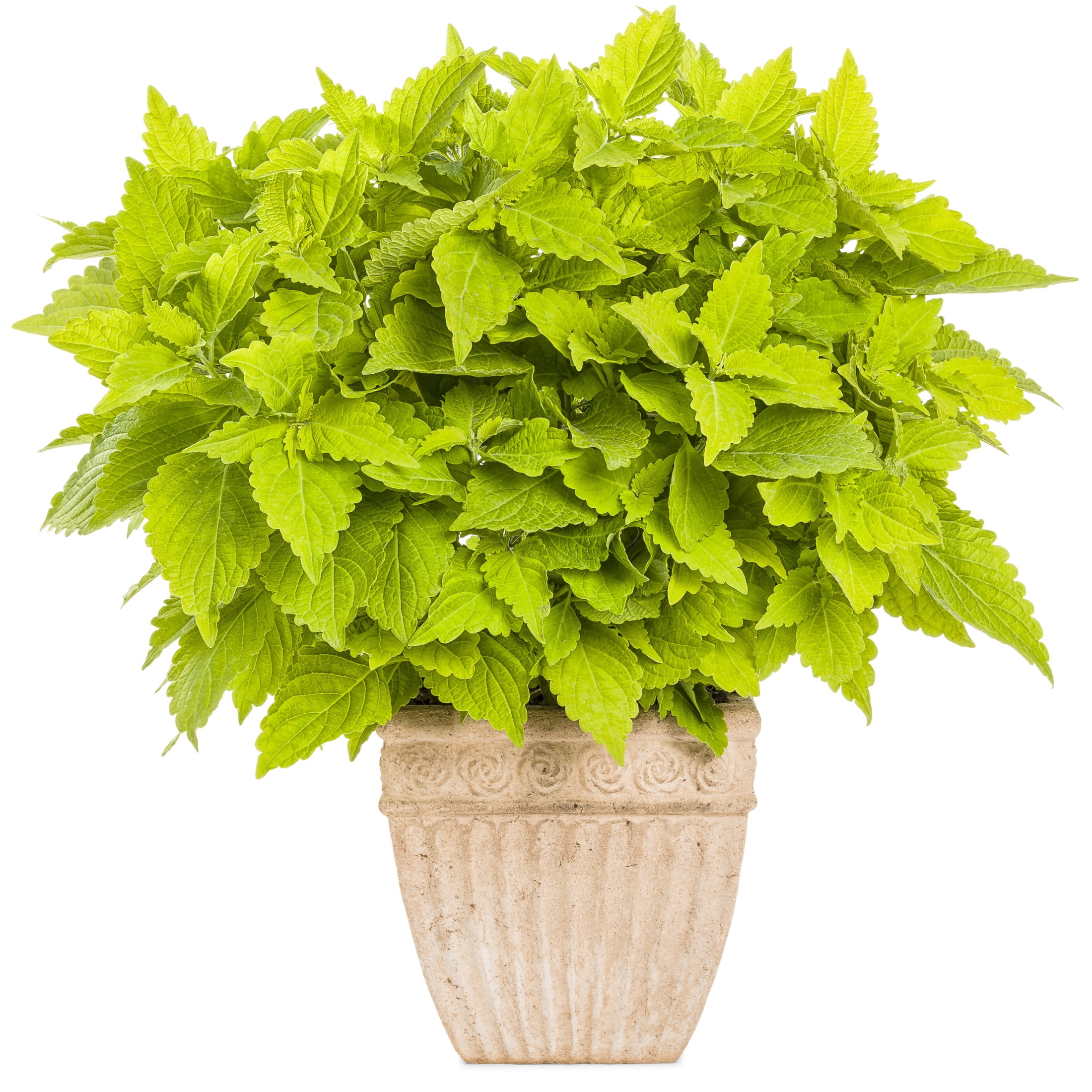 Proven Winners 8" ColorBlaze Lime Time Coleus Live Plant in 6.5" Pot