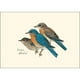 Assortiment de Cartes de Visite Eastern Bluebird (8 de 1 style) – image 2 sur 2