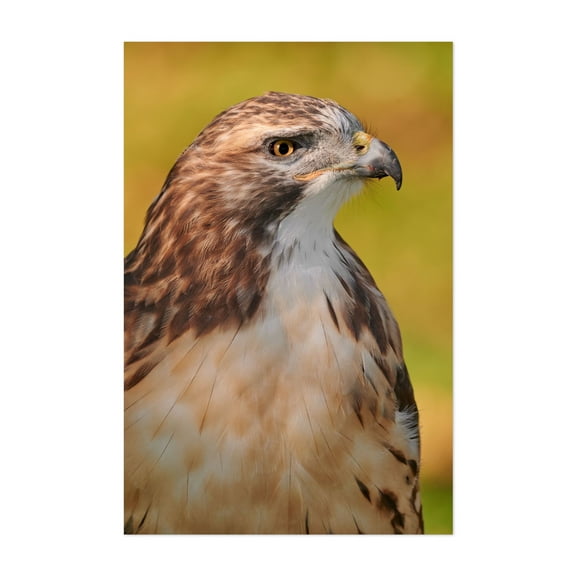 Red-tailed Hawk - Photography Bird Wildlife Nature Animal Portrait Woodland Scenic Unframed Wall Art Print 4 x 6 inches