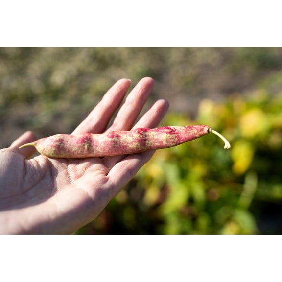 50 Seeds PINTO BEAN Phaseolus Vulgaris Vegetable Seeds