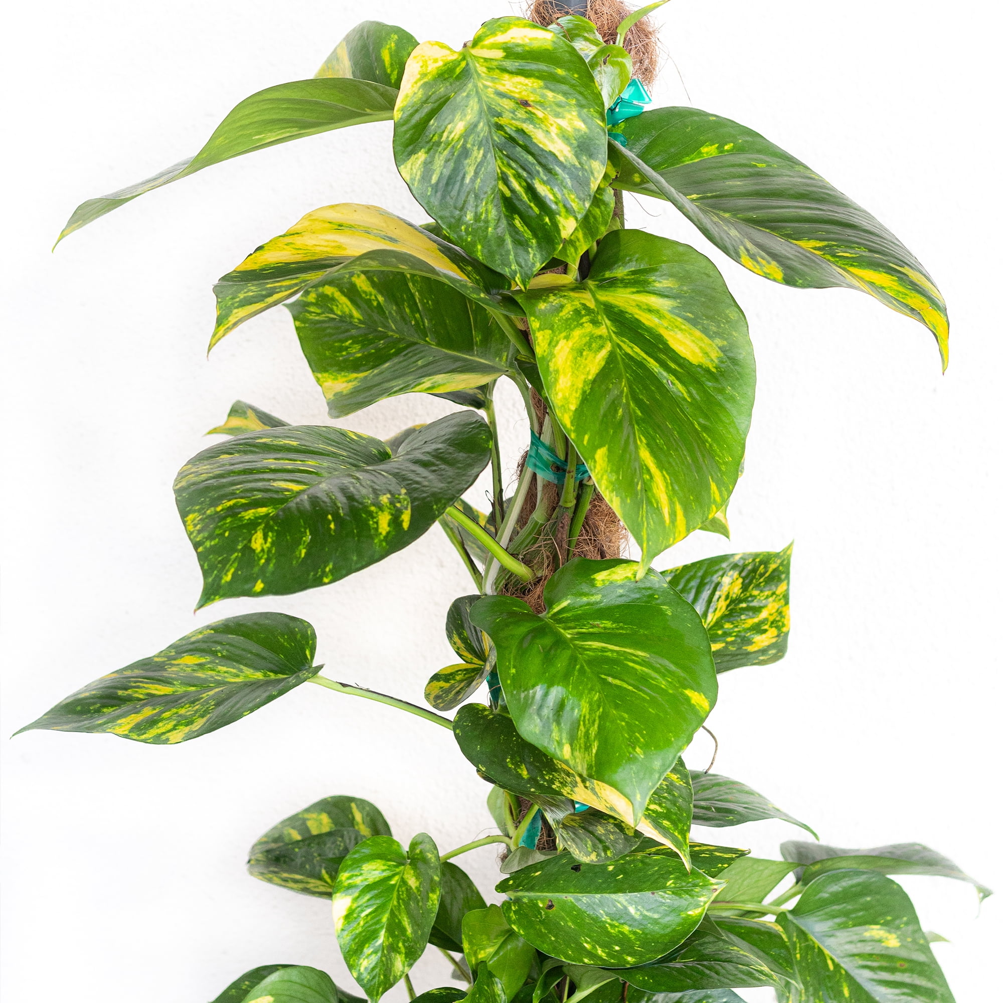 Golden Pothos Totem Plant, Live Indoor Houseplant from United Nursery, 34in Tall, Ships in 9.25in Pot, Easy Care Trailing Aroid, Air Purifying Tropical Plant, Bright Indirect Light, Home Decor