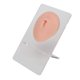 thumbnail image 1 of Silicone Belly Model 3D Piercing Practice Acupuncture Display Soft Belly Button Model for Teaching Light Skin Color, 1 of 4