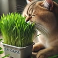 thumbnail image 4 of GSDWIUEW Cat Grass Mix for Planting Annual, 4 of 8