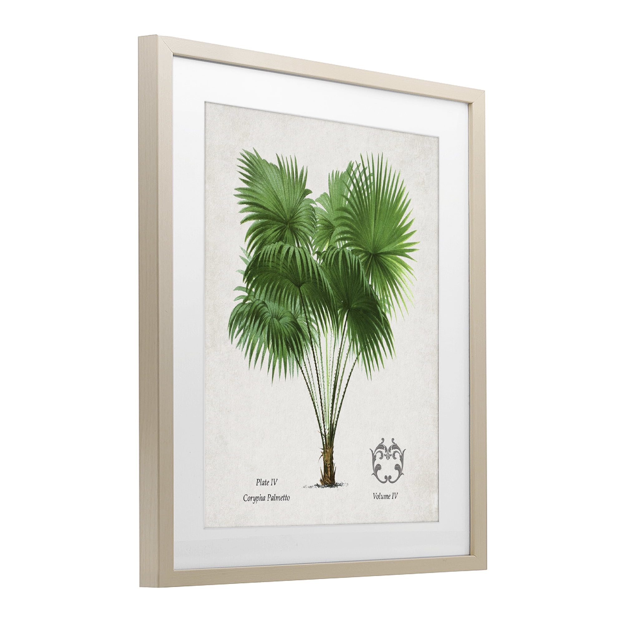 Stupell Industries Fan Palm Vintage Study Birch Framed Print Under Glass, design by Val Rhodes
