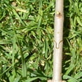 thumbnail image 1 of Herramientas de Corte Del de La Herramienta Del Injerto Del Niños Rojo para La de de Cola Pruners de injerto, 1 of 8