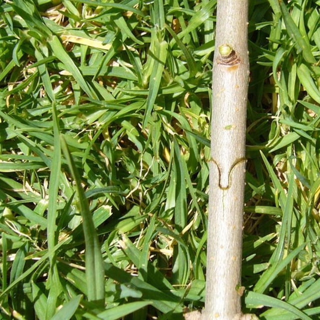 Herramientas de Corte Del de La Herramienta Del Injerto Del Niños Rojo para La de de Cola Pruners de injerto