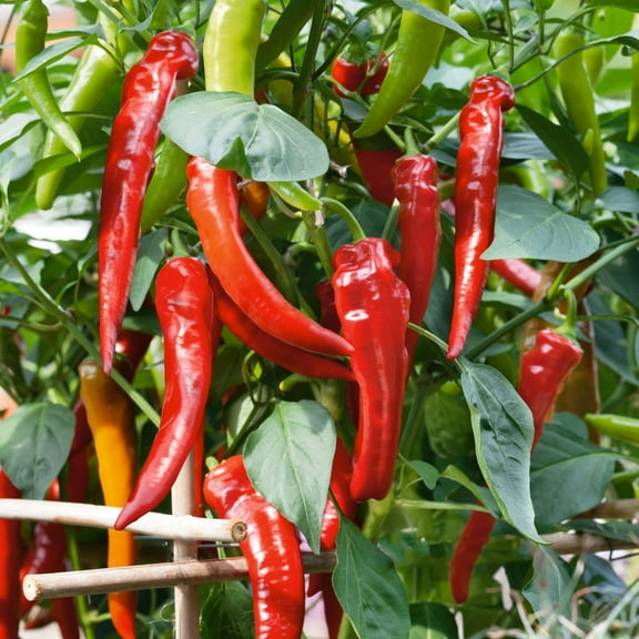 Cowhorn Hot Hot Pepper Seeds - 300 Mg Packet ~50 Seeds - Non-GMO, Heirloom - Vegetable Garden - Capsicum annuum