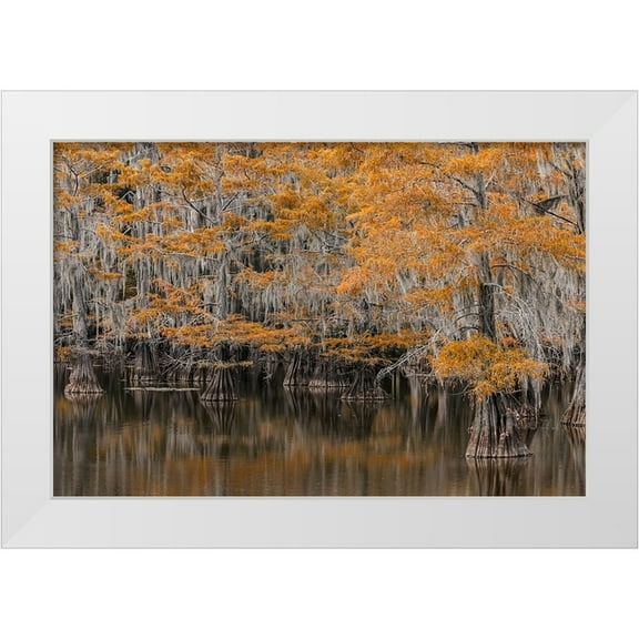 Jones, Adam 14x11 White Modern Wood Framed Museum Art Print Titled - Bald Cypress tree draped in Spanish moss with fall colors Caddo Lake State Park-Uncertain-Texas