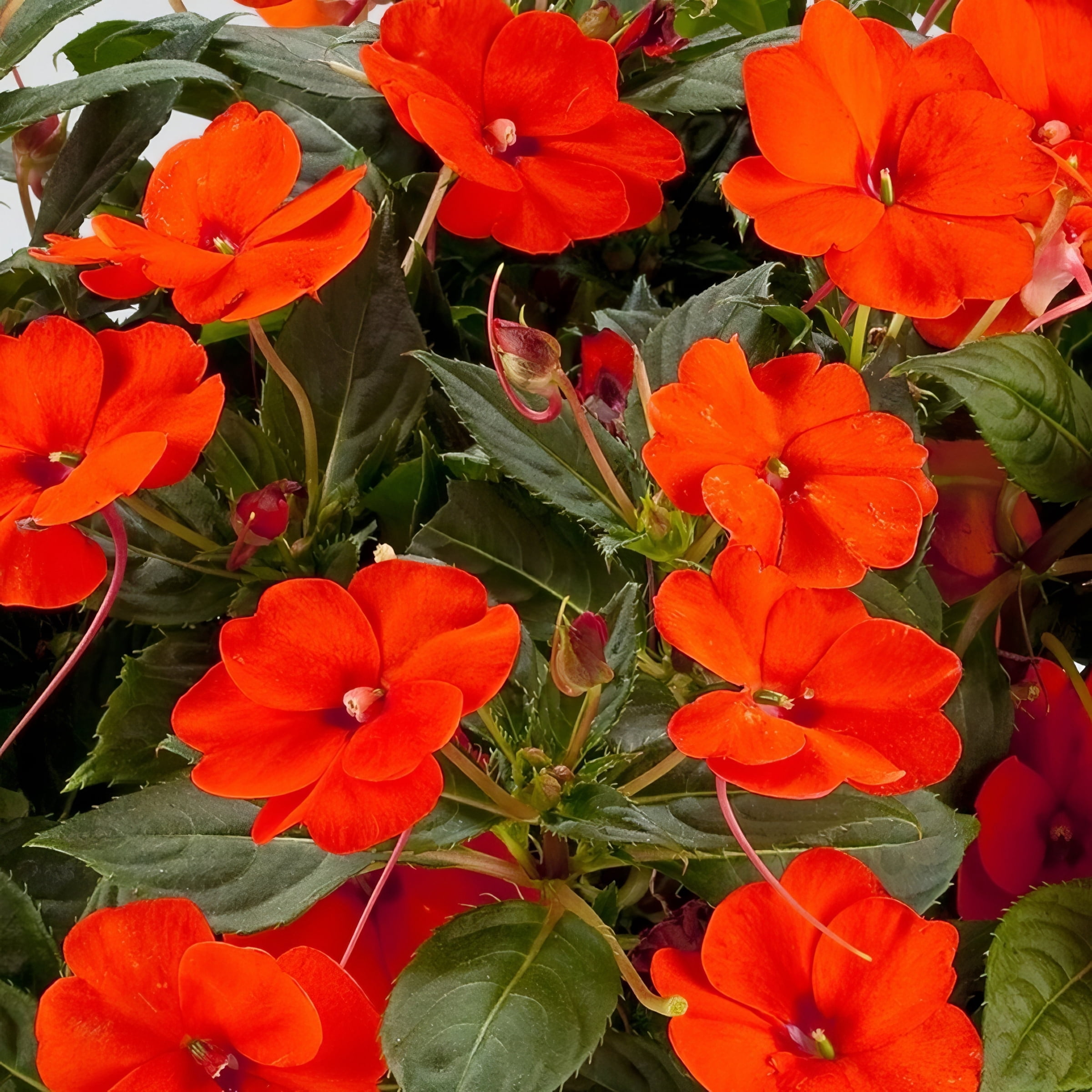 2.5 in. Impatiens Compact Electric Orange SunPatiens Live Annual with Part Sun (3-Pack)