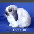 thumbnail image 2 of CafePress - Holland Lop Rabbit Maternity T Shirt - Maternity Dark T-Shirt, 2 of 3