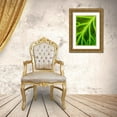thumbnail image 3 of DeFreitas, Michael 13x18 Gold Ornate Wood Framed with Double Matting Museum Art Print Titled - Leaf veins Puerto Vallarta Botanical Garden-Puerto Vallarta-Jalisco-Mexico, 3 of 4
