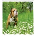 thumbnail image 3 of Ambesonne English Bulldog Shower Curtain, Blossom Daisies, 69"Wx70"L, Fern Green Brown White, 3 of 3