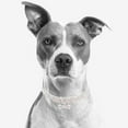 thumbnail image 3 of EeaseMX Collar con colgante en forma de hueso y anilla brillante con diamantes de imitación para perro, de lujo, con hebilla ajustable (blanco, talla M), 3 of 8