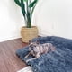 thumbnail image 5 of Esponjoso Para Mascotas, Lavable, Para Invierno, Cálido, Para Gatos Y Mascotas, Manta De Felpa Suave Para Sofá Cama Y Coche Moyic HA043688-04, 5 of 6