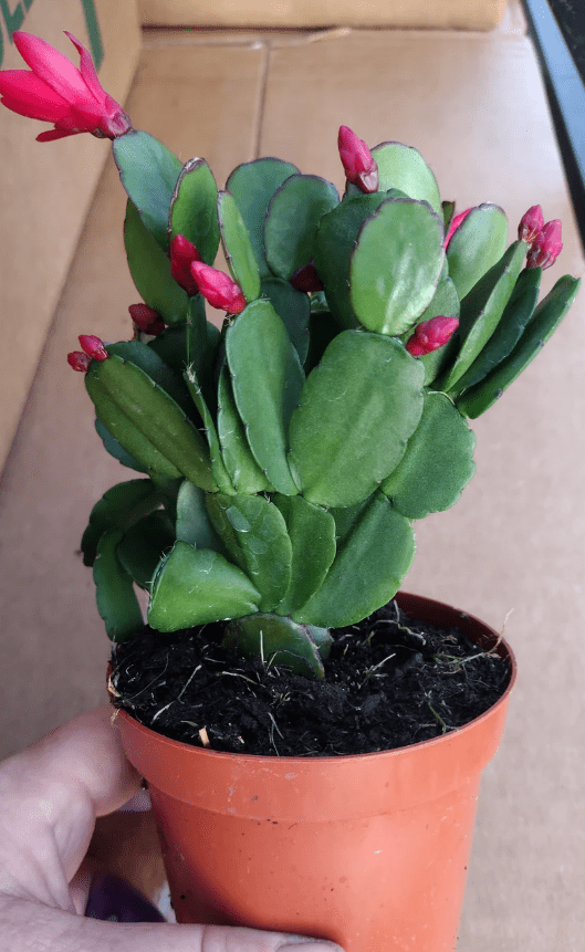Red Easter Cactus Plant Live for Planting, Easter Cactus Flower Plant for Indoor Outdoor 4 to 6 Inch Tall